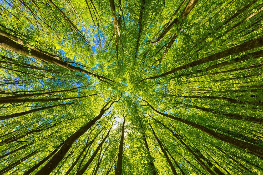 foret